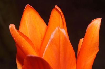 flower petals against a black background