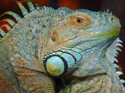 iguana staring at the camera