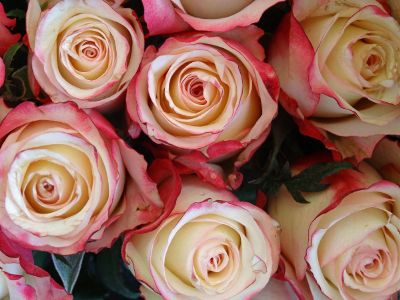 bouquet of pink roses