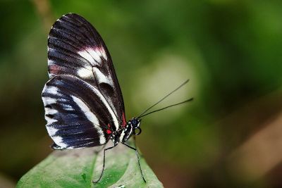 black butterfly on a leaf