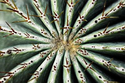 spiny plant