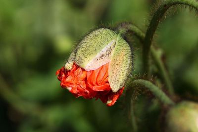 unopened flower