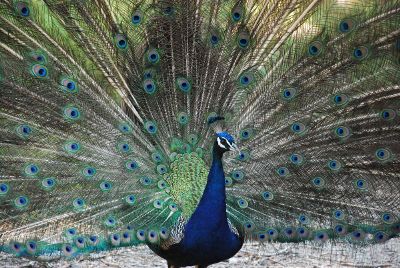 peacock with feathers fanned