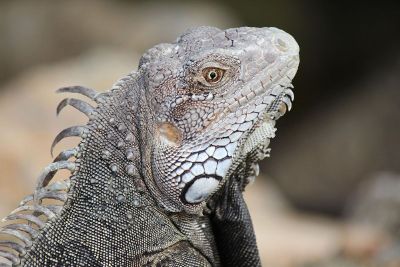 outdoor iguana
