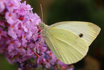 yellow butterfly on a pink flower