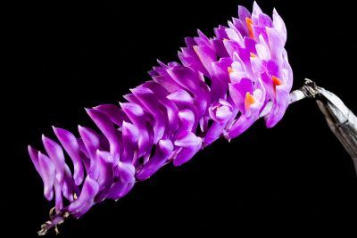purple orchid like flower
