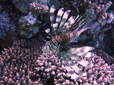 swimming lionfish