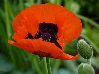 red flower over green back ground