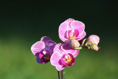 pink fuschia