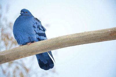 blue bird sitting on a branch