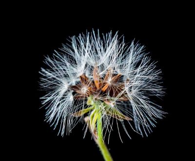 dandelion gone to seed