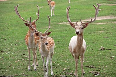 family of deer with antlers