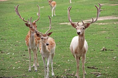 family of deer with antlers