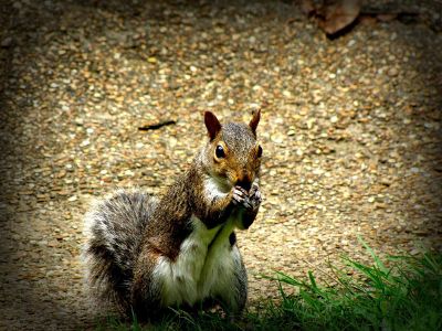 grey squirrel