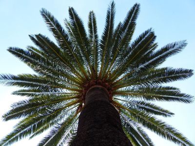 a palm tree