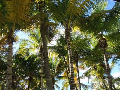 palm trees in daytime