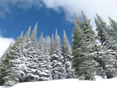 snowy trees in blue sky
