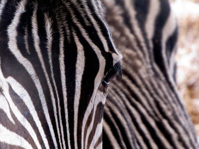 zebra close up