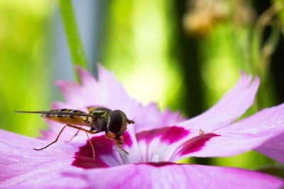 bee collecting nectar