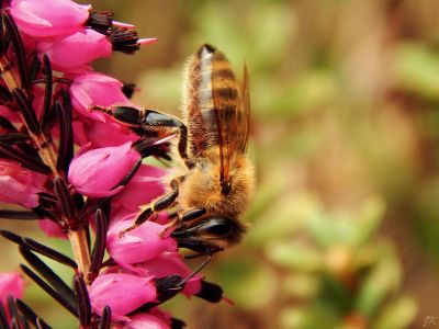 bee on pink flowers