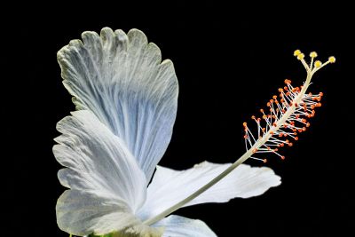 a unique white flower