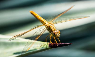 dragonfly on plant