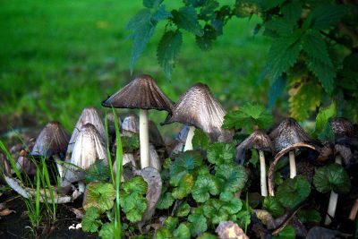 mushrooms in field