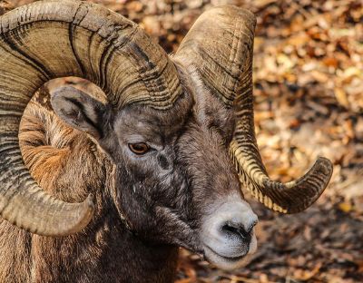 goat on mountain