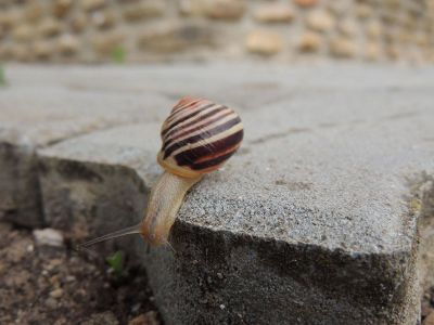 snail on stone