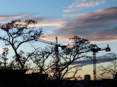 beautiful crane