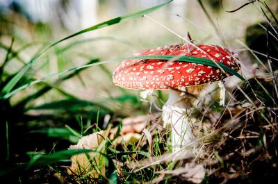 toadstool growinf