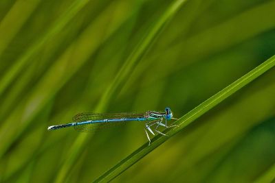 dragon fly on grass