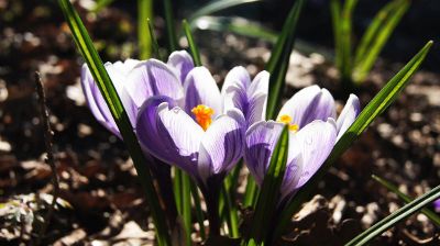 beautiful violet flowers