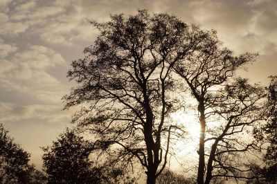 sunset behind tall tree