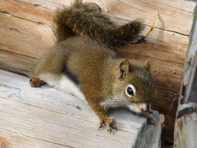 squirrel on log