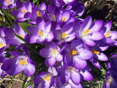 group of purple flowers