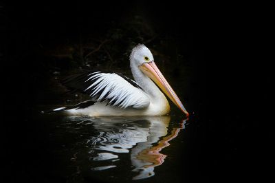 a swan swiming