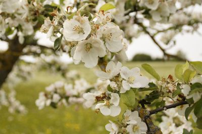 flower blossoms