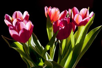 red tulips blooming