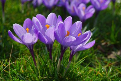 purple flowers on grass