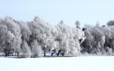 a forest in winter