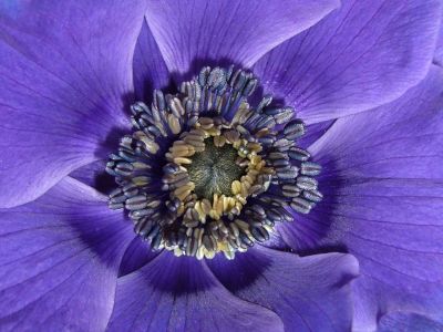 violet flowers core