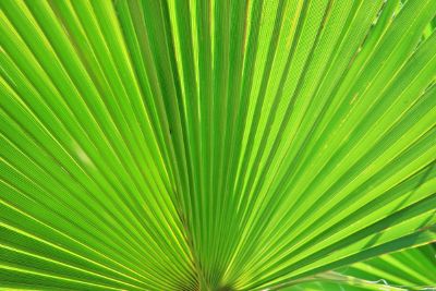 a closeup shot of green leaves