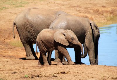 elephants by the water