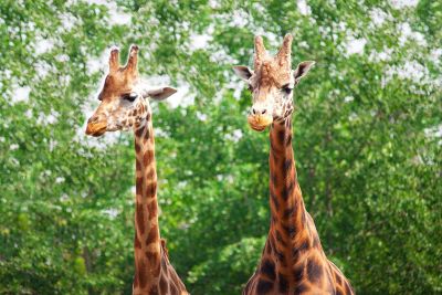 two giraffe heads and necks