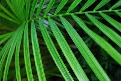 green palm leaf close up