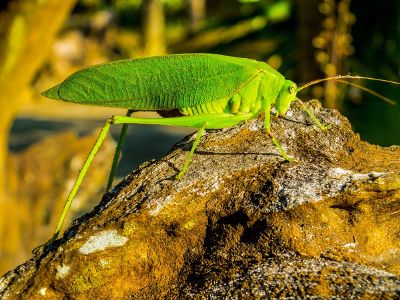 grasshopper on a rock