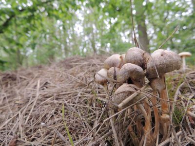 mushsrooms in woods