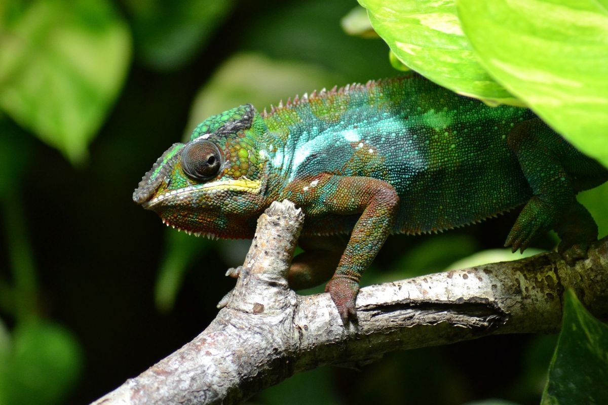 Chameleon download