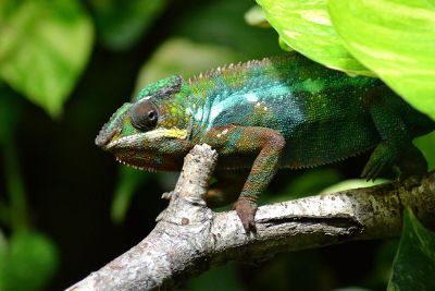 chameleon on a branch